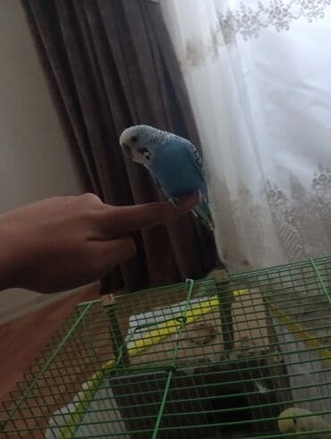 pişik adları erkek: Məhsul: Dalğalı tutuquşu (budağı/əlin üstündə durmağa öyrəşmiş) — 8