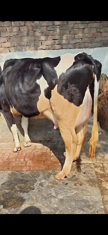 Inəklər, öküzlər: Südlük inək və buzağı - Cins: qara-ağ alaca (Holşteyn tipli görünüş) — 5