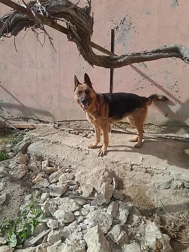 Pişiklər: Alman çoban iti, 3 il, Dişi, Peyvəndli — 6