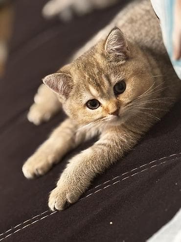 Pişiklər: Britan, Pulsuz çatdırılma — 1