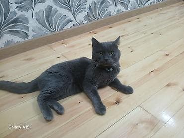 Britan, Erkək, Yaxşı əllərə — 2