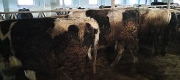 ağ pişik şəkilləri: Məhsul: Qaramal – ət istiqamətli dana/öküzlər Təsvir: - Şəkillərdə — 7