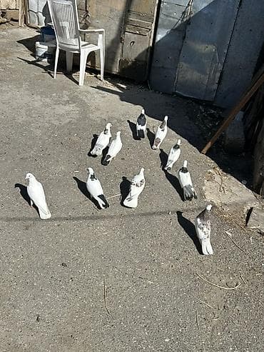 quşlar: Kom 10
Manatdan — 3