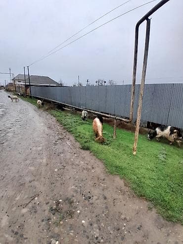 dişi keci: Salam yerli keci 2 qarindan 4 qarina kimi var 20 ana 20 bala onun14 — 3