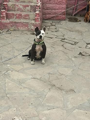 pit bull: Pitbul, 1 il, Dişi — 3