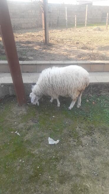 qoyun yanıbala: Ağ rəngli qoyun - Cins: yerli ev qoyunu - Yun örtüyü qalın və uzun — 1