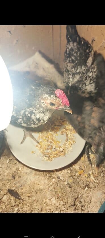 bala itler: Toyuq, Yumurtalıq — 1