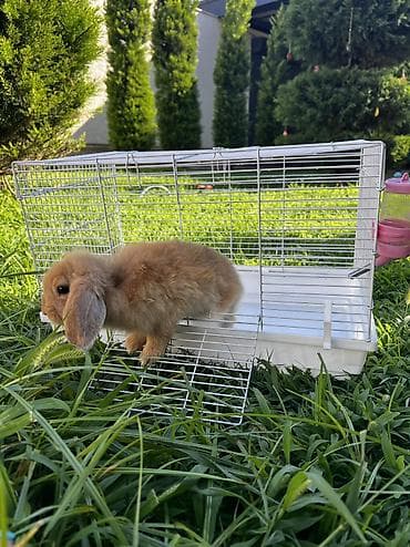 qaz bala: Çox gözəl və nadir rəngə sahib Holland Lop balası satılır. 🐰 2 aylıq — 5