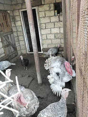 Süd məhsulları və yumurtalar: Məhsul: Kanada cinsli hind quşu yumurtası Təsvir: - Təbii şəraitdə — 2