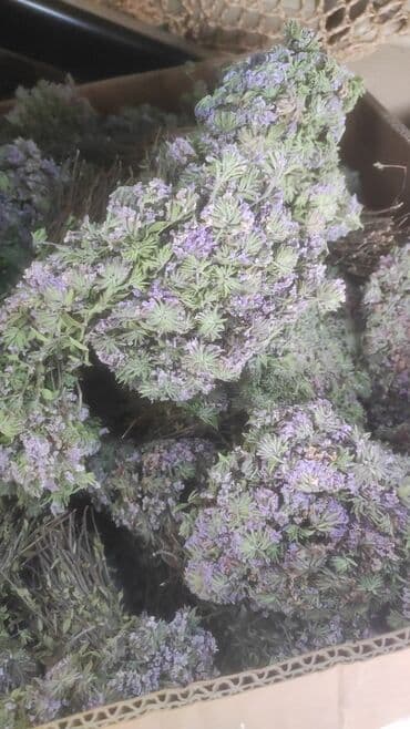 Digər bitkilər: Bütün növ yerli və xaricdən gəlmə bitkilərin topdan satışı Çərəz — 4