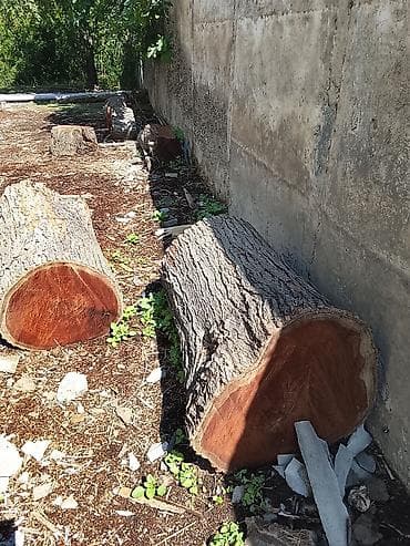 novruz dekorlar: - Təbii sərt ağac gövdələri (kəsilmiş böyük kötüklər) - Miqdar — 6