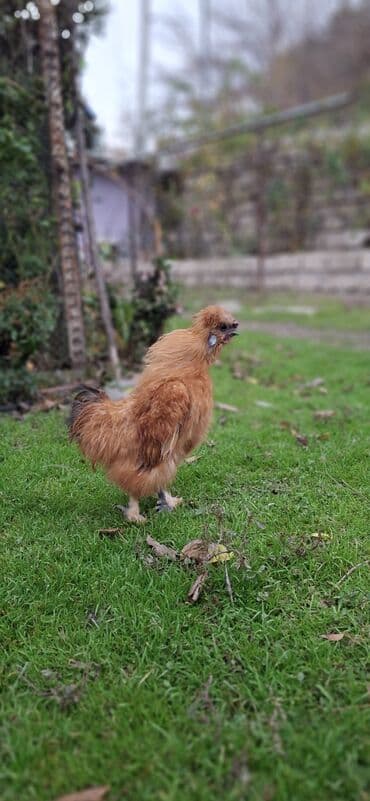 Qırmızı PonPon xoruzu