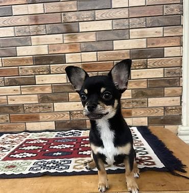 İtlər: Çixuahua, 6 ay, Erkek, Peyvəndli, Ödənişli çatdırılma — 7