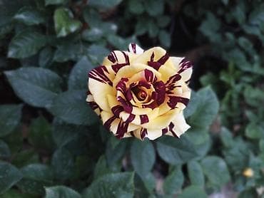 Digər bitkilər: Salam gülər dipcekde satılır nömrədə whatsapp var — 4