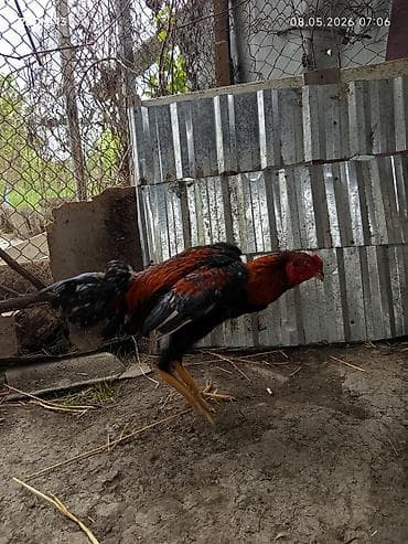 pisik sekilleri: Məhsul: Xoruz Təsvir: Daş pipiy 9ayllq - Uzunboyun, incə quruluşlu — 3