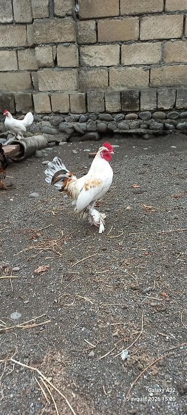 akvarium qiymetleri: 5 aylıq Təmiz,cır yaponkalar.Unvan Lənkəran Bakıya 20yanvara və bəzi — 8