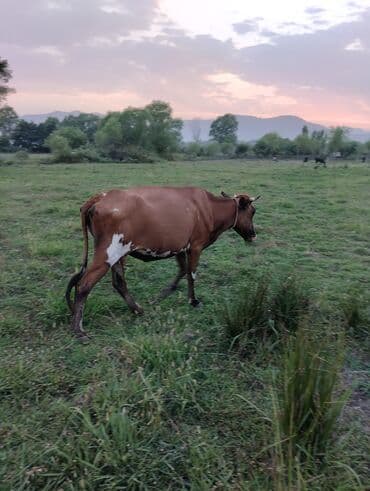yerli inekler: Самка, лет: 3, 300 кг, Для молока — 2