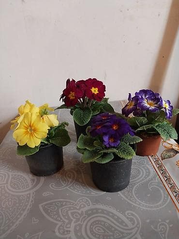 kubrə satışı: Güllər satılır,4 ədədi cəmi 10 m.Bakixanov(Razin),Razin talkuçkasına — 3