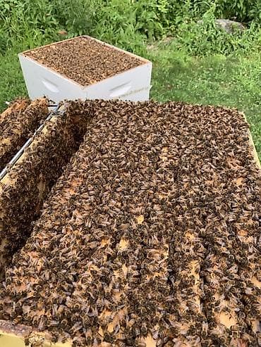 Arı ailəsi satılır