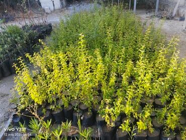 palma agaci satilir: Müxtəlif ölçülərdə palma fidanları bağ, həyət və ya digər açıq — 5