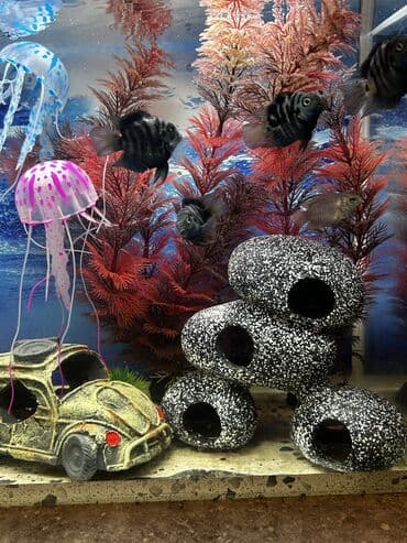 Heyvanlar üçün mallar: Dördbucaq akvarium, Balıqlarla birlikdə, 25 l — 3