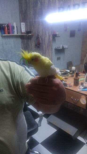 Nömrəli tutuquşu – nimfa (cockatiel) cinsi - Rəng: sarı-ağ tonlarda