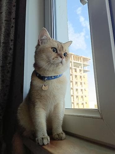 shotland pişik: Britan, Erkək, Dişi, Yaxşı əllərə, Ünvandan götürmə, Ödənişli çatdırılma — 8