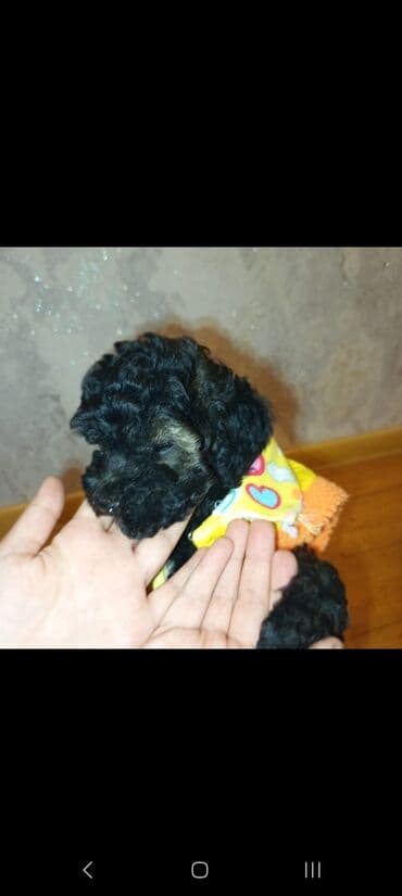 itlər balaca: Pudel, 2 ay, Dişi, Ünvandan götürmə — 4