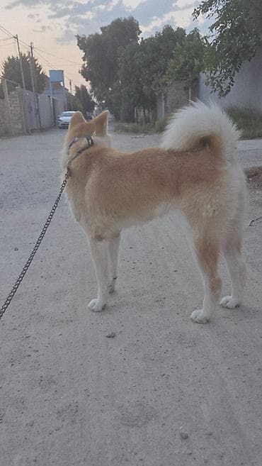 Akita-inu, Dişi, Peyvəndli — 3