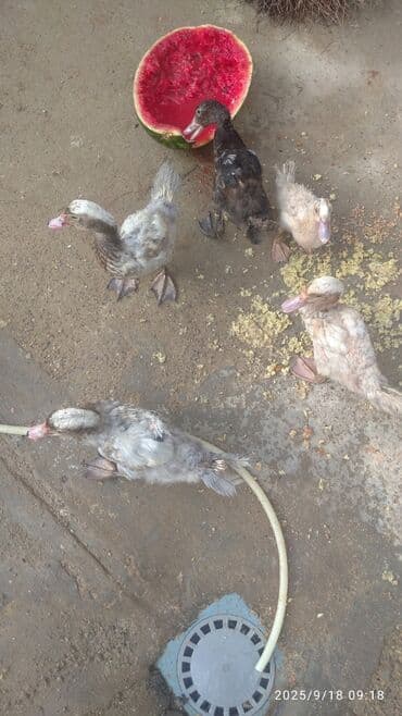 ördək balası satışı: Məhsul: Ördək balaları (6 ədəd) Təsvir: - Şəkillərdə müxtəlif rəng — 6