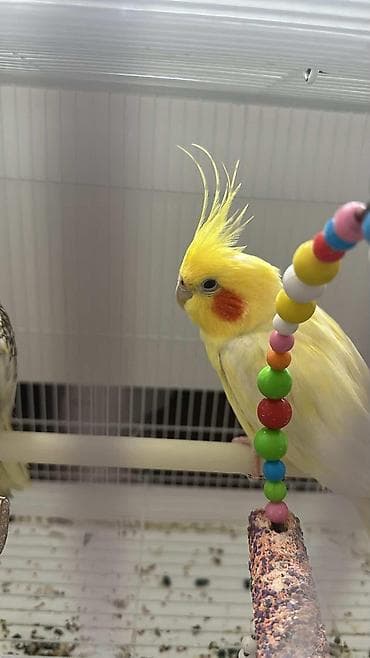 Hazir cut korela erkek danisir vidyosun ata bilerem qefesle bir yerde