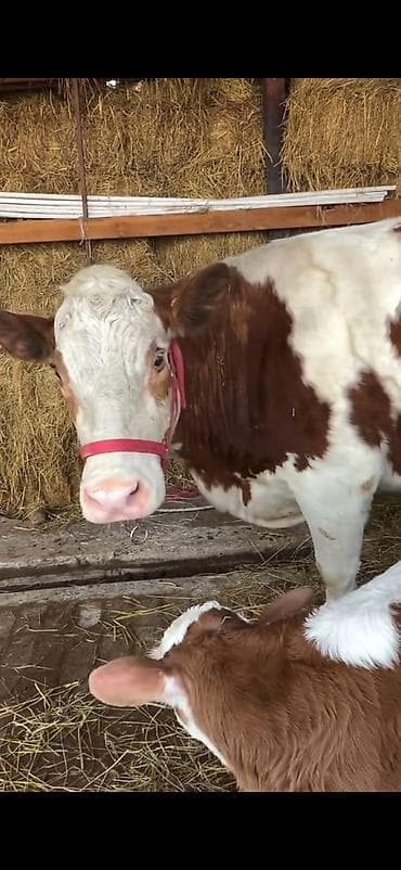 kreditle heyvan satisi: Simental tipli inək buzovu ilə birlikdə. - Cinsi: Simental — 9