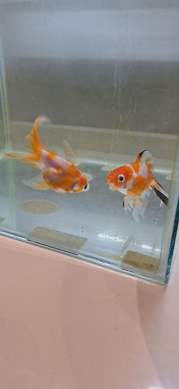Heyvanlar: Oranda, Sülhsevər, Ünvandan götürmə — 4