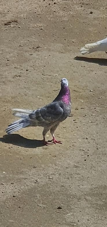 Hündür ayaq 19 tük erkək mor çil, 16 tük maya.Cüt deyillər, qiymət
