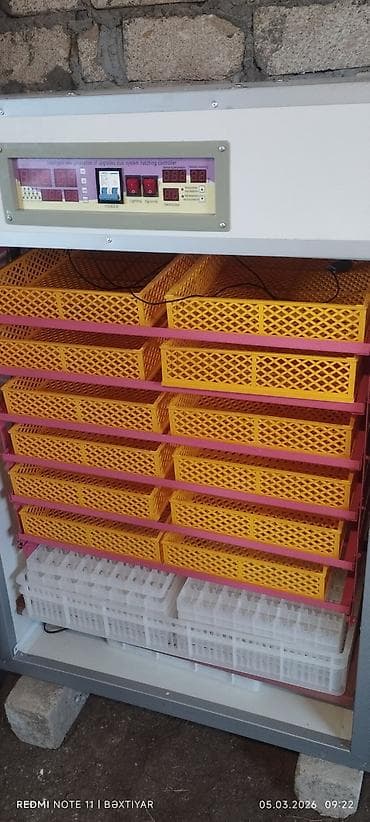 1100 yumurta, Çin, Tam avtomat