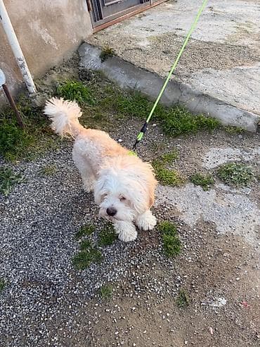 Heyvanlar: Bişon Frize — 4