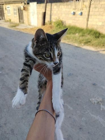 menks cinsli pişik: Erkək, Yaxşı əllərə, Ödənişli çatdırılma — 2