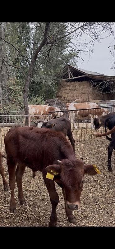 cins piwikler: 🐂 3–5 AYLIQ ERKƏK DANALAR SATILIR! 📌 28 baş erkək dana mövcuddur. 📌 — 2