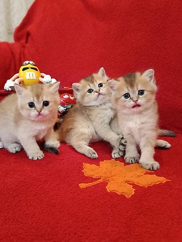 lalafo pisik satisi: Qızıl şinşilla — 1