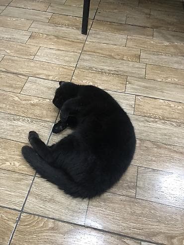 pisiy: Şotland yastı qulaq, Erkək, Yaxşı əllərə, Ünvandan götürmə — 3