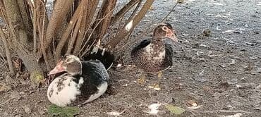 HƏR Növ lal ördək sortu satılır. Lal ördək yaxşı çəkili olur. 35 — 4