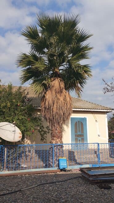 dekarativ agac: Satılır: dekorativ xurmanın (palma) iri ağacı biri 6 metr obiri 5metr — 2