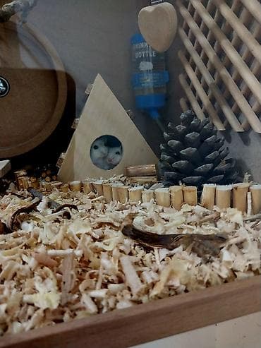 Gəmiricilər: Hamsterlər və hamster evi satılır Bütöv əl işidir. Yaxşı vəziyətdədir — 2