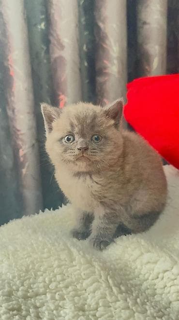 ev pisik: Şotland — 3