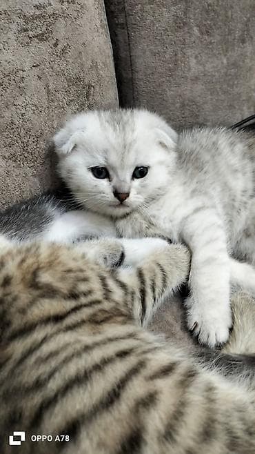 Şotland yastı qulaq