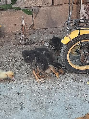 cins keciler: Ördək balaları – qarışıq rəngli (qara-boz və açıq sarı) 20.gunlul — 3