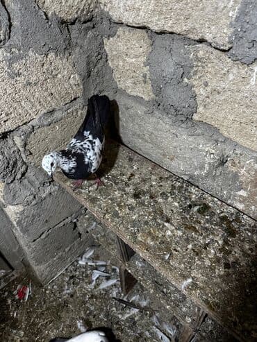 göyercin yuvası: Salam 18.19 quwdi hamsi tam sağlamdi oz quwdarimdi isimle elaqeder — 13