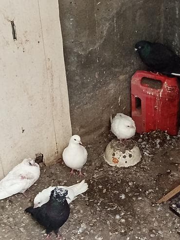 goyercinlər: Məhsul: Ev göyərçinləri (qarışıq rəng və cinslər) Təsvir: - — 1