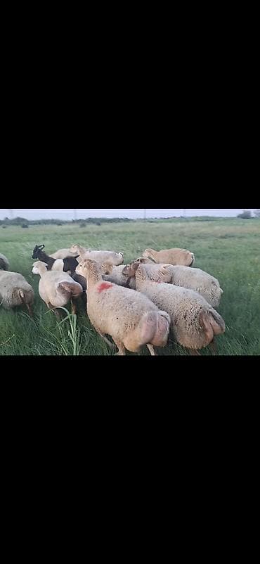 zvanok it cinsi: Dişi, il: 1, 50 kq, Damazlıq, Ünvandan götürmə — 6