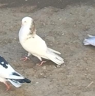 heyvanlar quşlar: Peçat evreş boyun evreş quyruq erkeydi pul lazımdı deyen satılır quw — 5